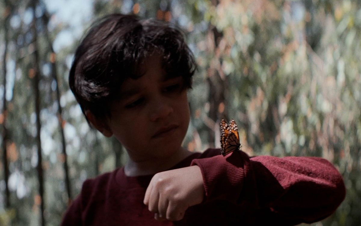 Young boy in red sweater with monarch butterfly on his arm.