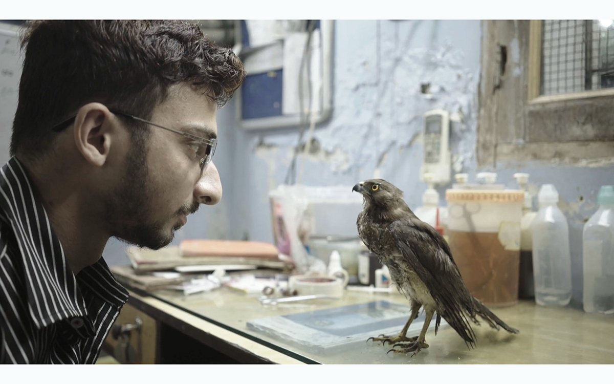 A man in a button downed shirt and glasses looks into the eyes of a small predatory bird with a hooked beak. 