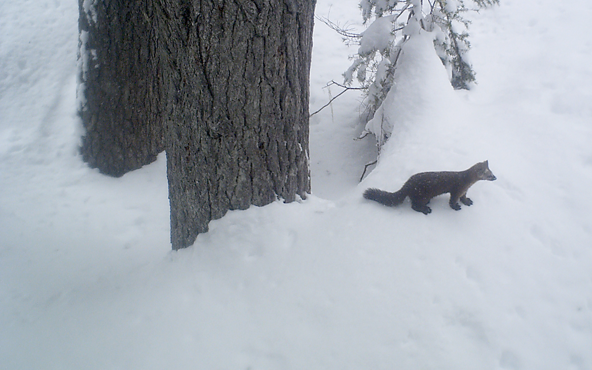 Photo of a Pacific marten taken by a camera trap. The marten is silhouetted against white snow, looking off to the side of the frame. 