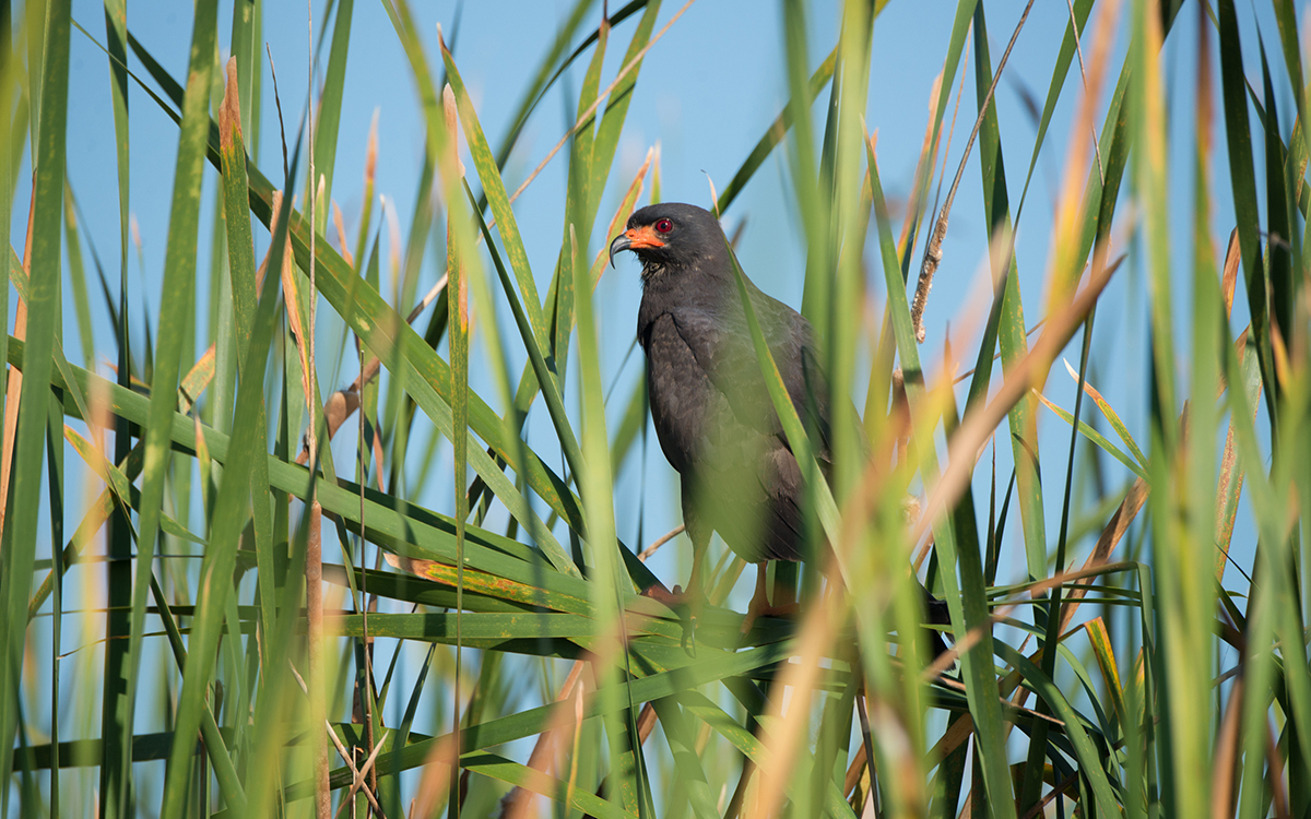 An Everglades snail kite perched on cattails on Lake Okeechobee. 