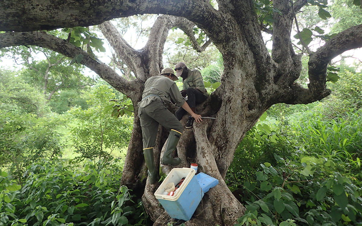 Two researchers clambering up a tree in search of mosquito larvae