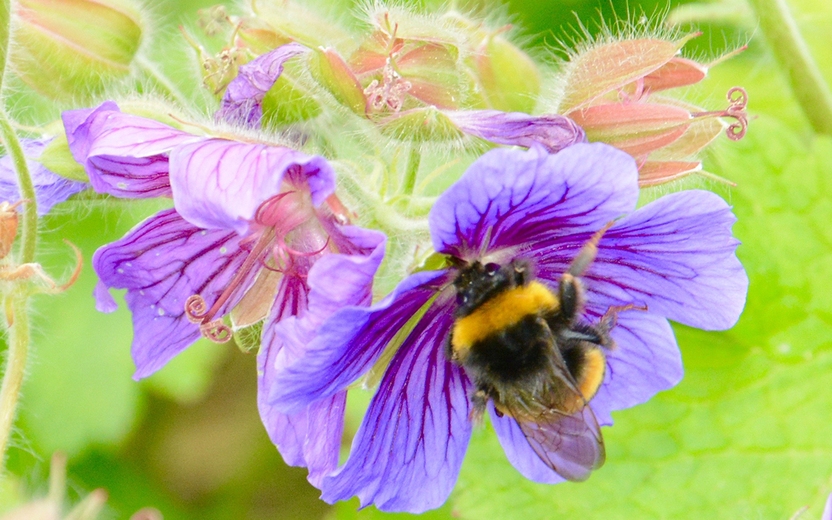Big beautiful Bombus terestris in front of a purple flower. 