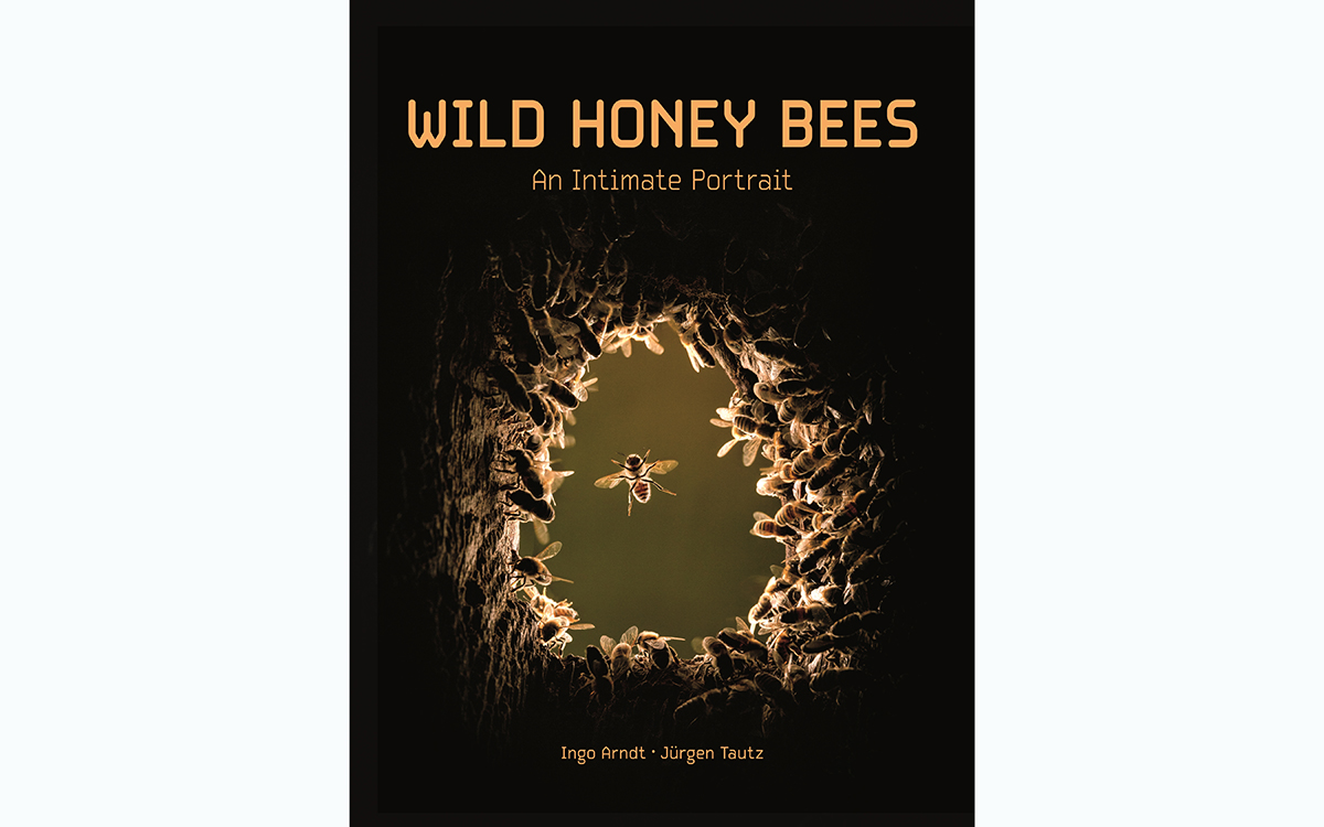 Image of a honey bee hovering at the entrance of a tree trunk.