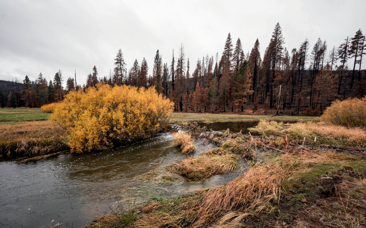 Beaver dam analog made with saplings in a stream in Tásmam Koyóm, near the Feather River.