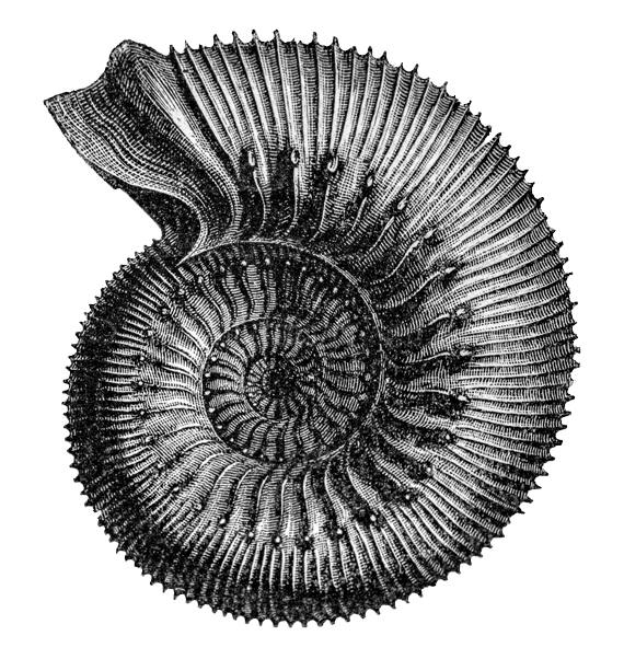 Illustration shows an ammonite.