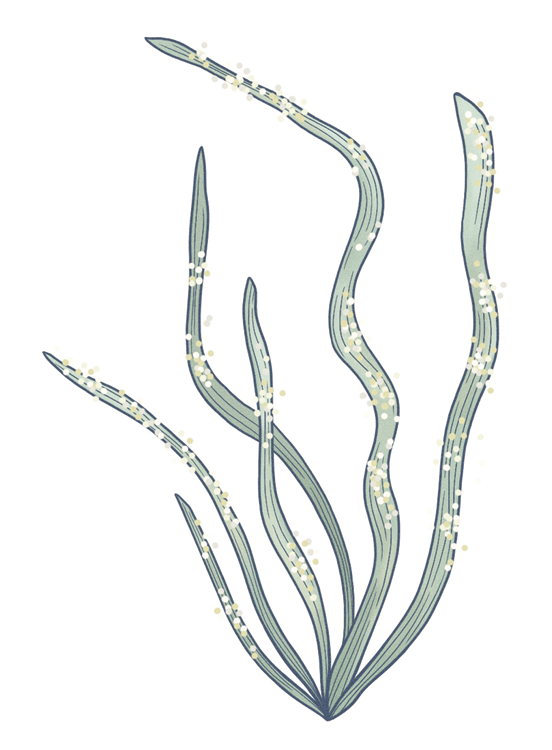 Spot illustration shows some eelgrass with eggs.
