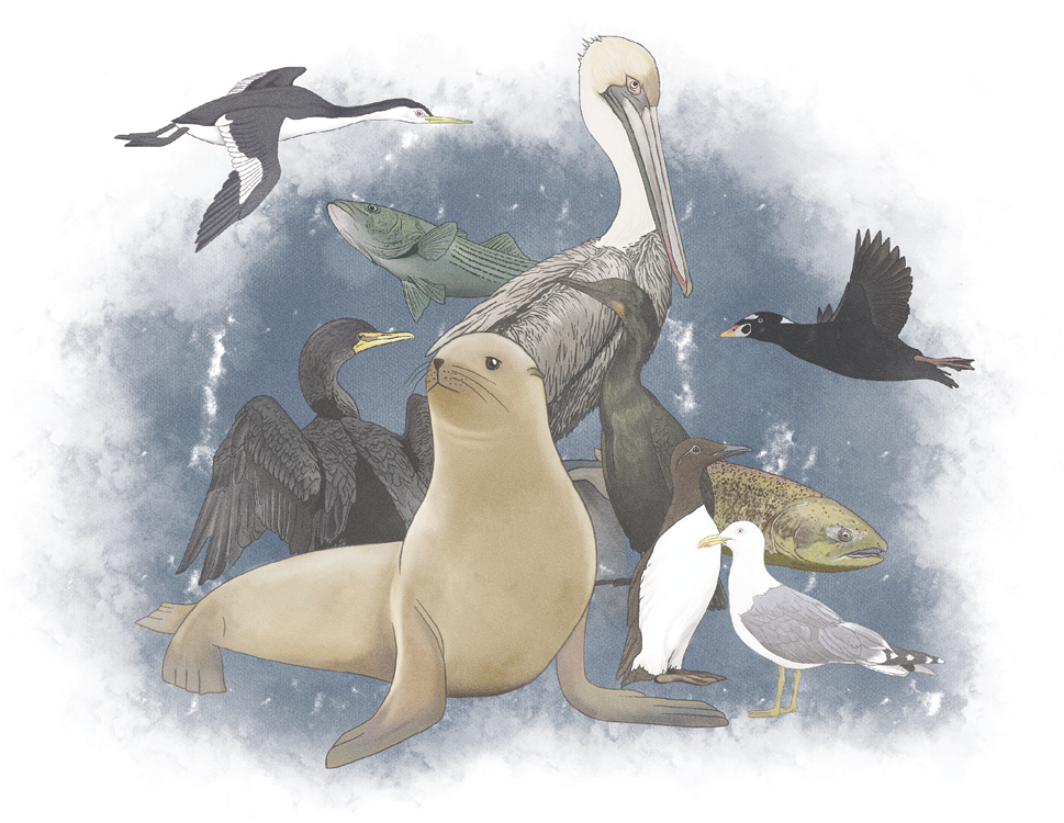 Illustration shows multiple predators that eat herring, including a sea lion, pelican, seagull, and other birds.