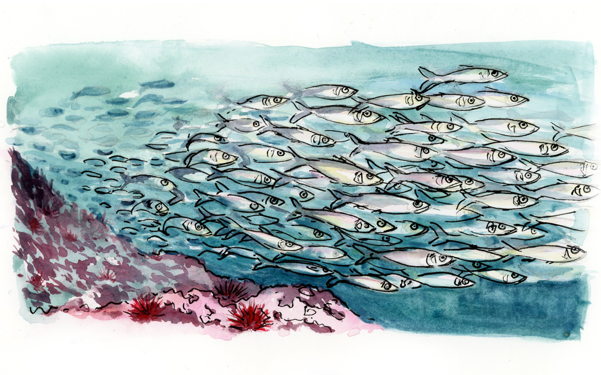 Watercolor of a school of herring, swimming aginast blue green water. 