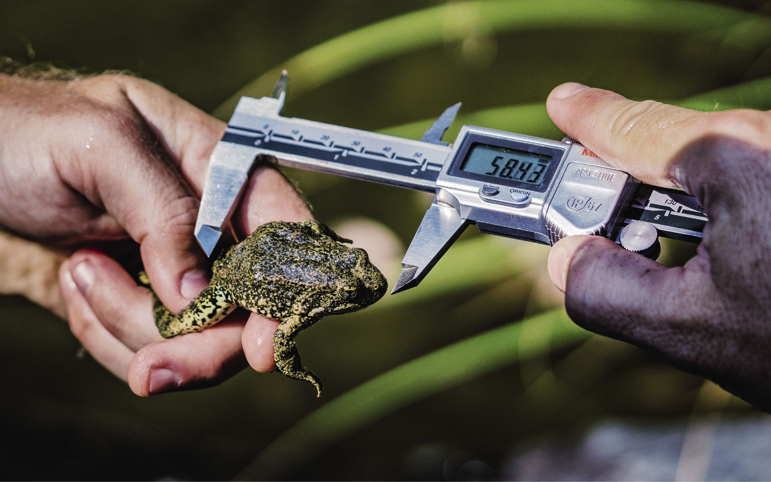 Close-up of a frog next to a measuring device that reads 5843.