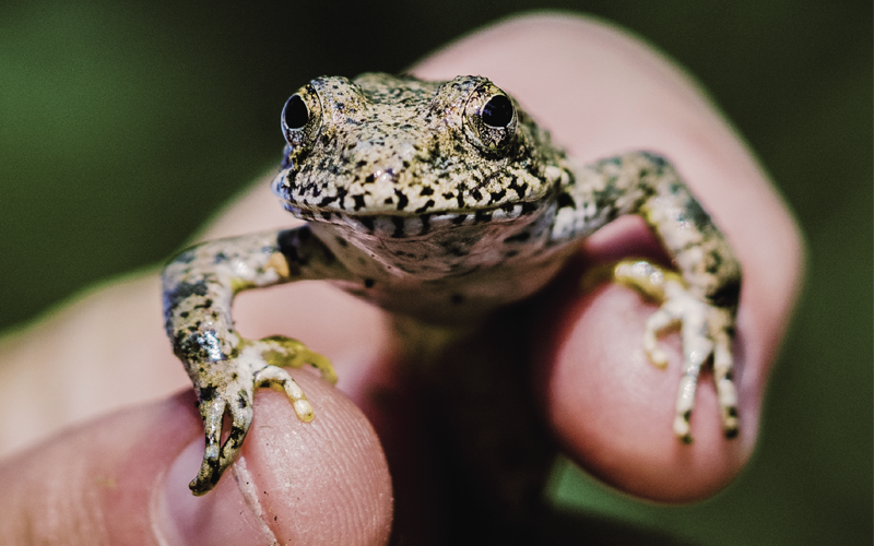 Close-up of a small foothill yellow legged frog in someone's hand looking straight at the camera.