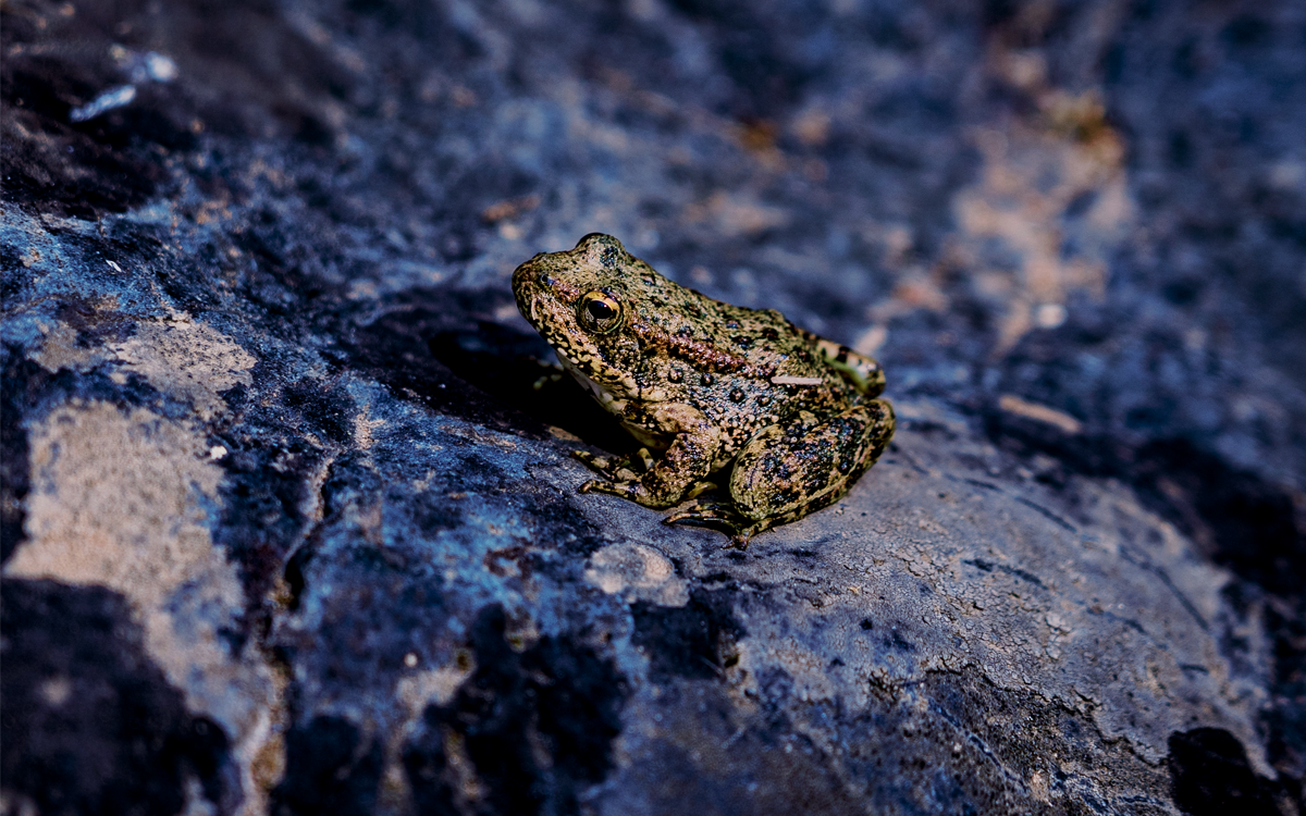 Close-up side view of a frog on a dark rock.