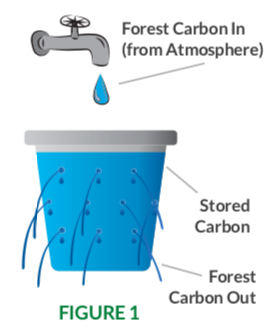 How Forest Carbon Works: The Leaky Bucket Analogy