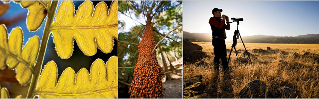 From left: A fern in Upper Tejon Canyon; red ladybugs carpet a cedar; Tom Maloney, executive director of the Tejon Ranch Conservancy, surrounded by San Joaquin Valley grasslands at sunrise.