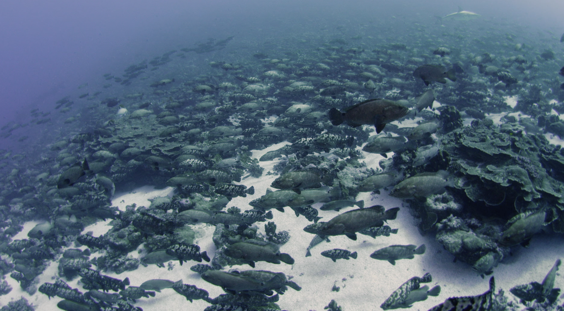 Marbled grouper spawning
