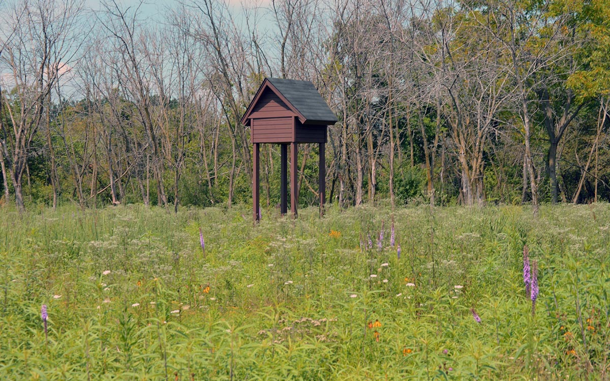 Little brown house on stilts for little brown bats in a field of wildflowers, 