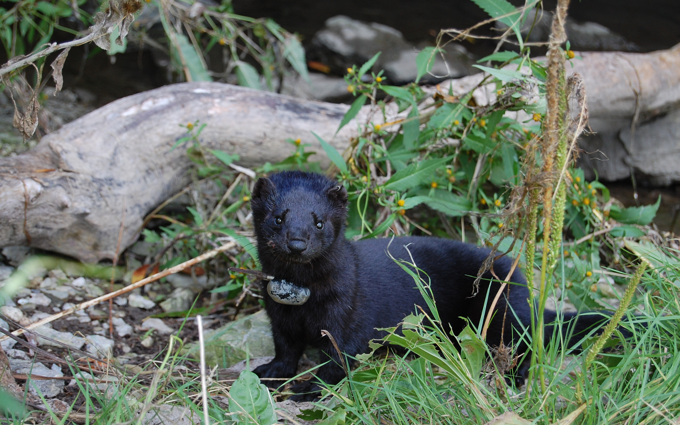 Black domestic American mink wearing a radio collar against a green, lush landscape.