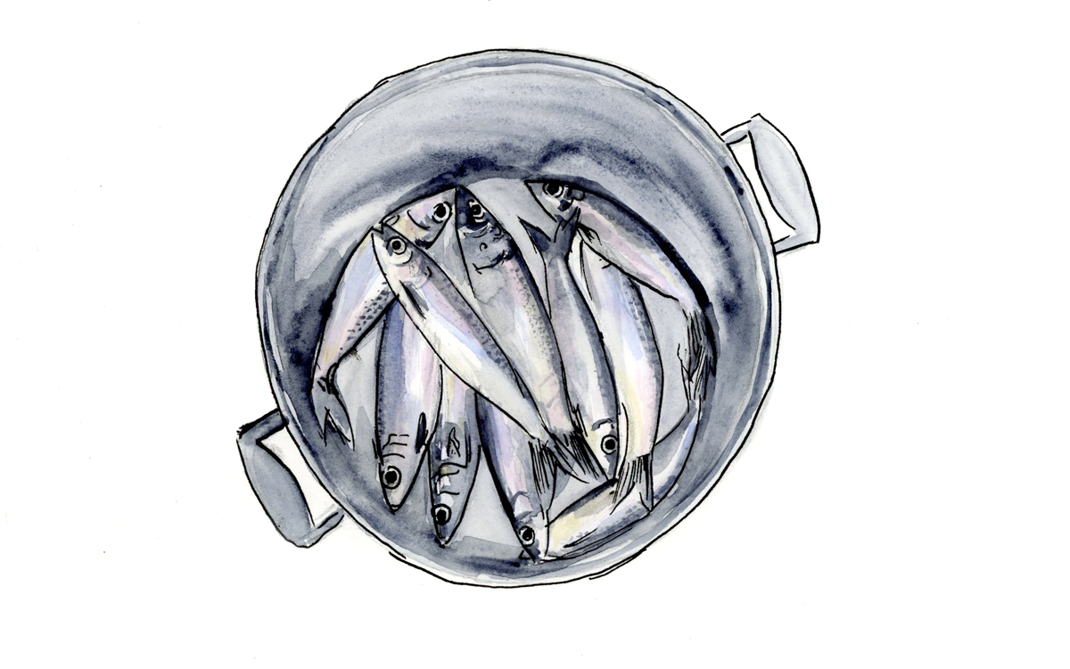 A watercolor of silvery herring (deceased) at the bottom of a metal pot. 