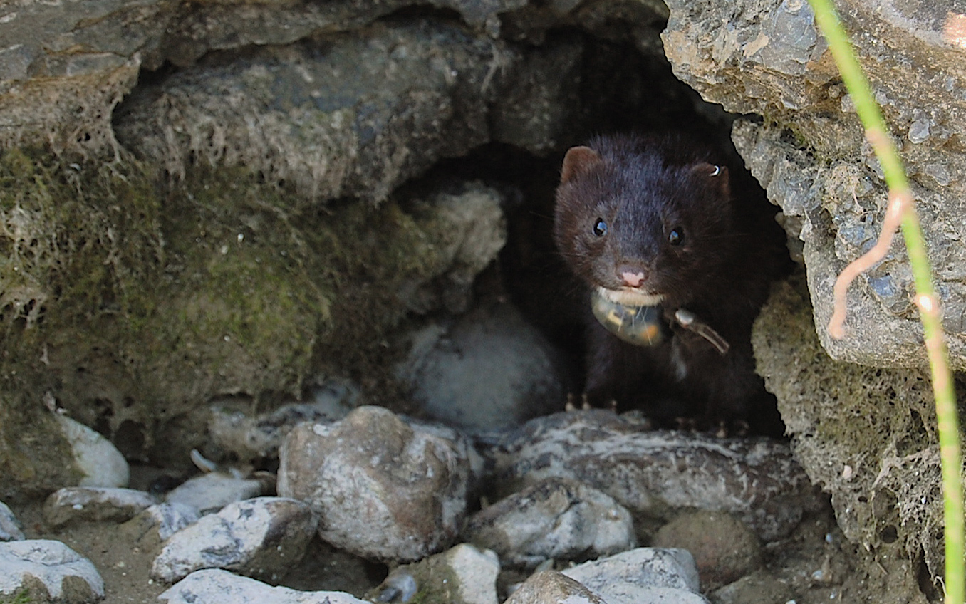 Brown wild American mink poking its head out of a rock crevice.