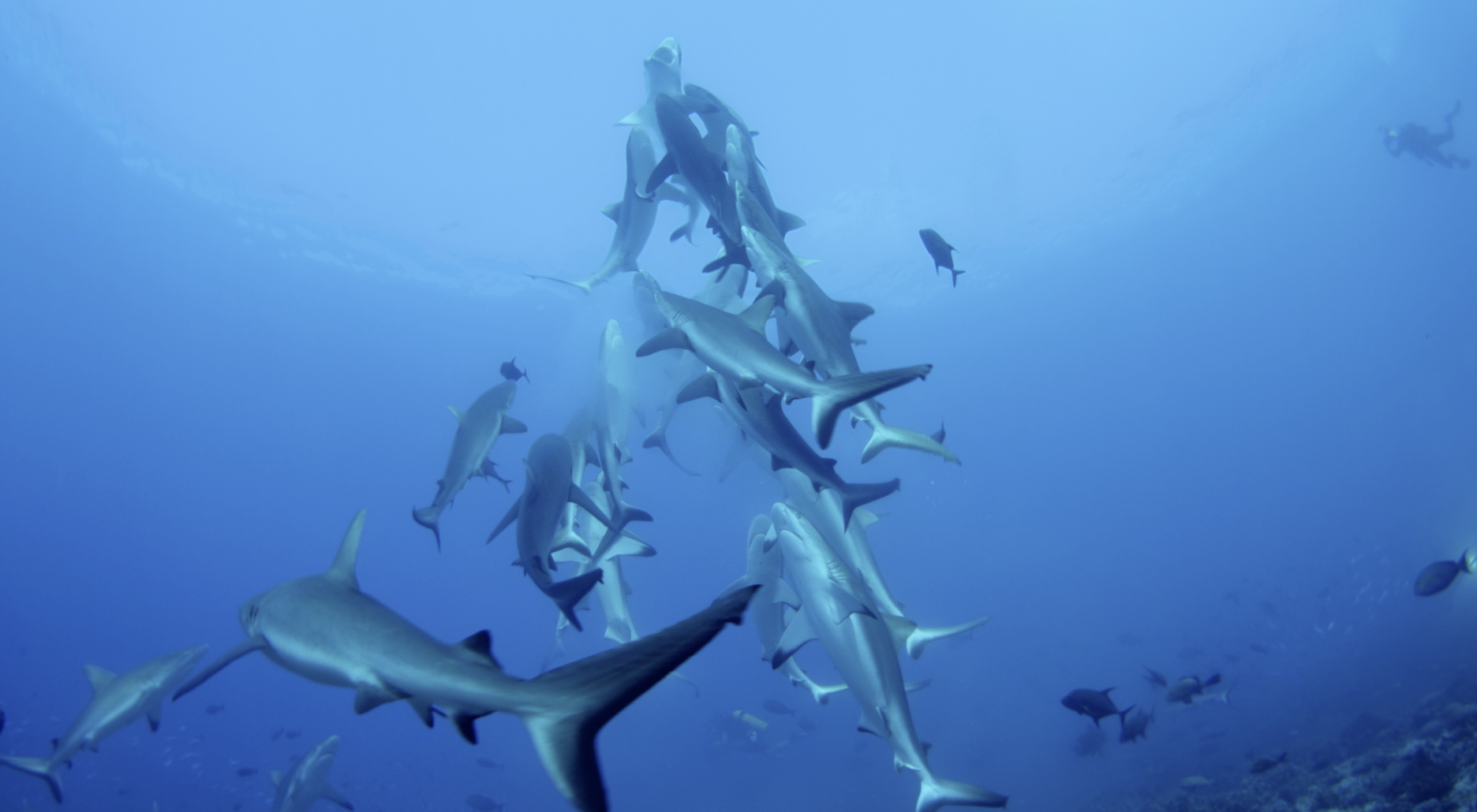 Shark Tornado Living Oceans Foundation