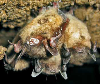 Little brown bat with White Nose Syndrome in Hellhole, WV by Jeff Hajenga