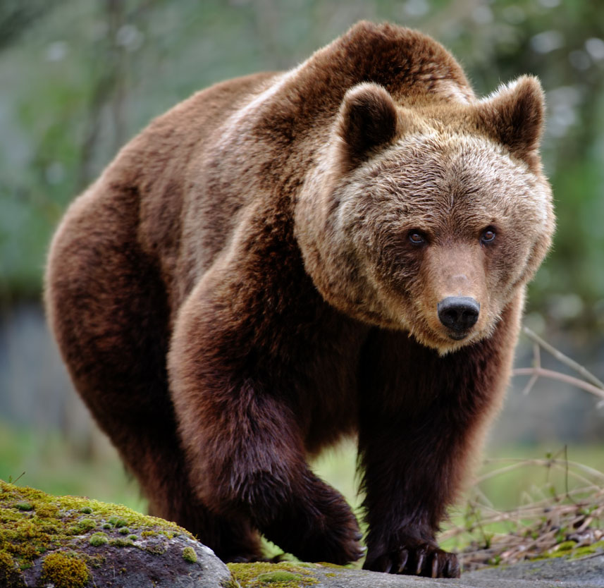 Join the John Muir Society 