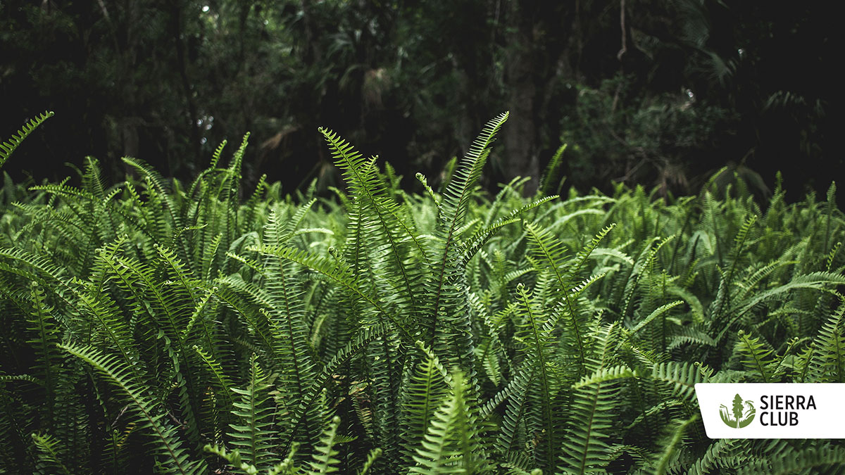 Zoom Background Ferns