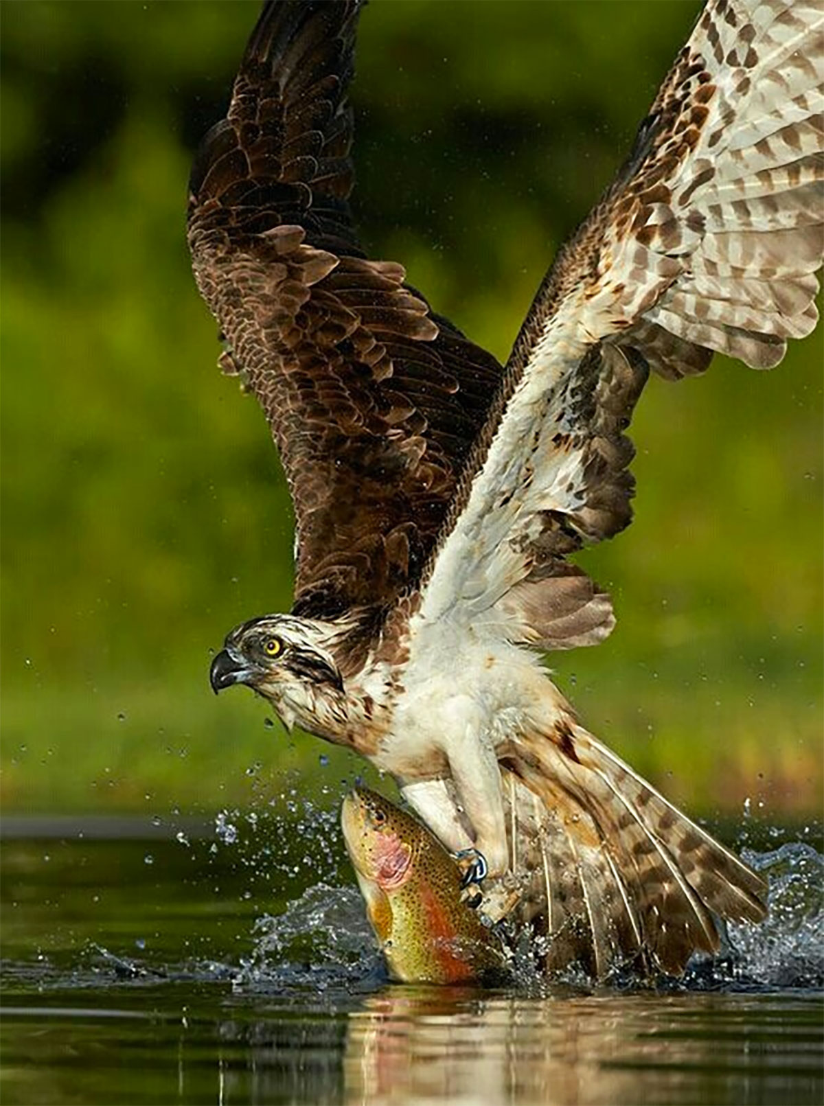 My sons and I had just arrived at Raymond Lake in the Mokolumne Wilderness of the Sierra Nevada.  This is what we saw.