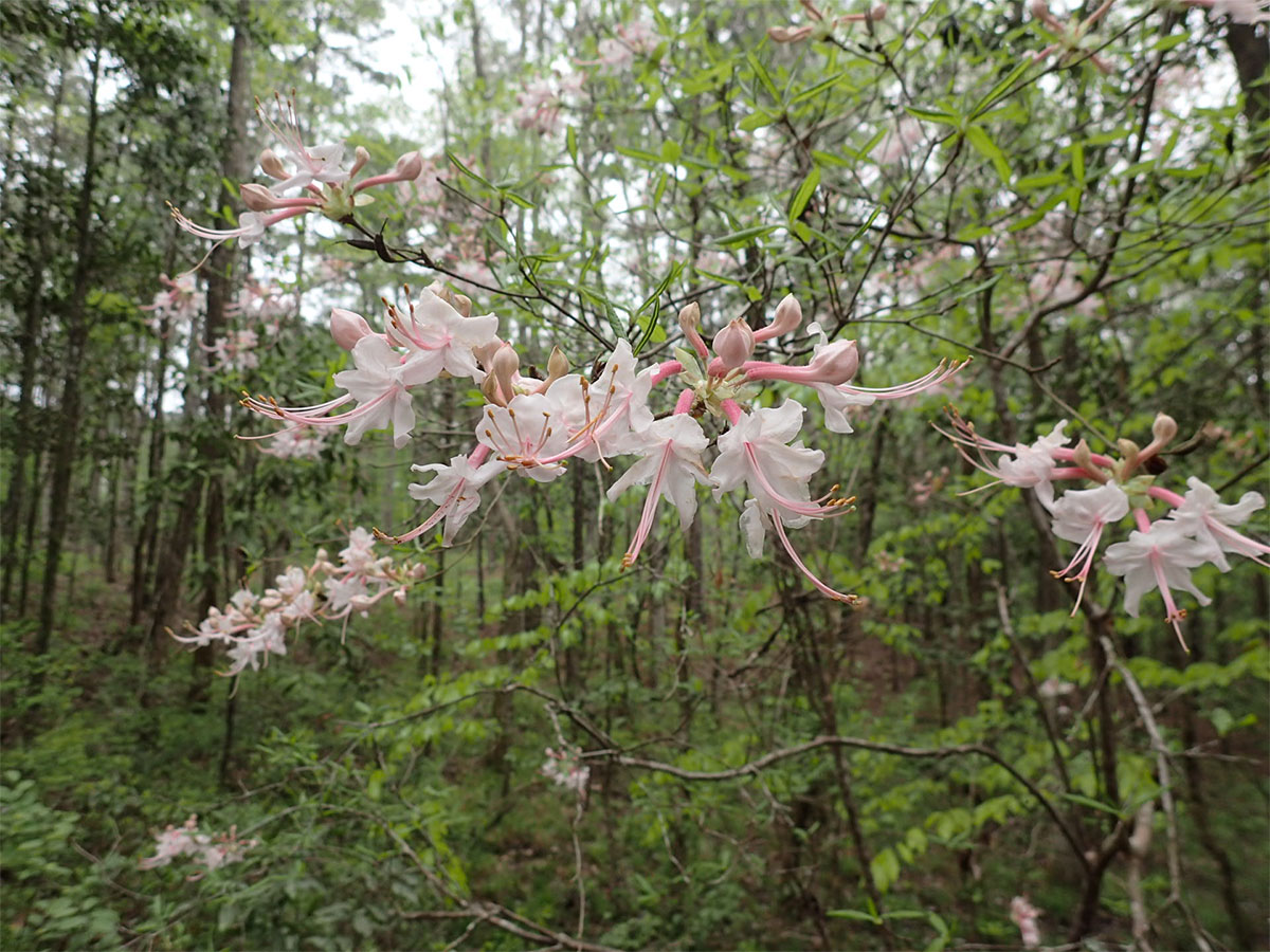 Wild Azaleas blooming along the Wild Azalea Trail in Kisatchie Natl Forest, central Louisiana, March 2020