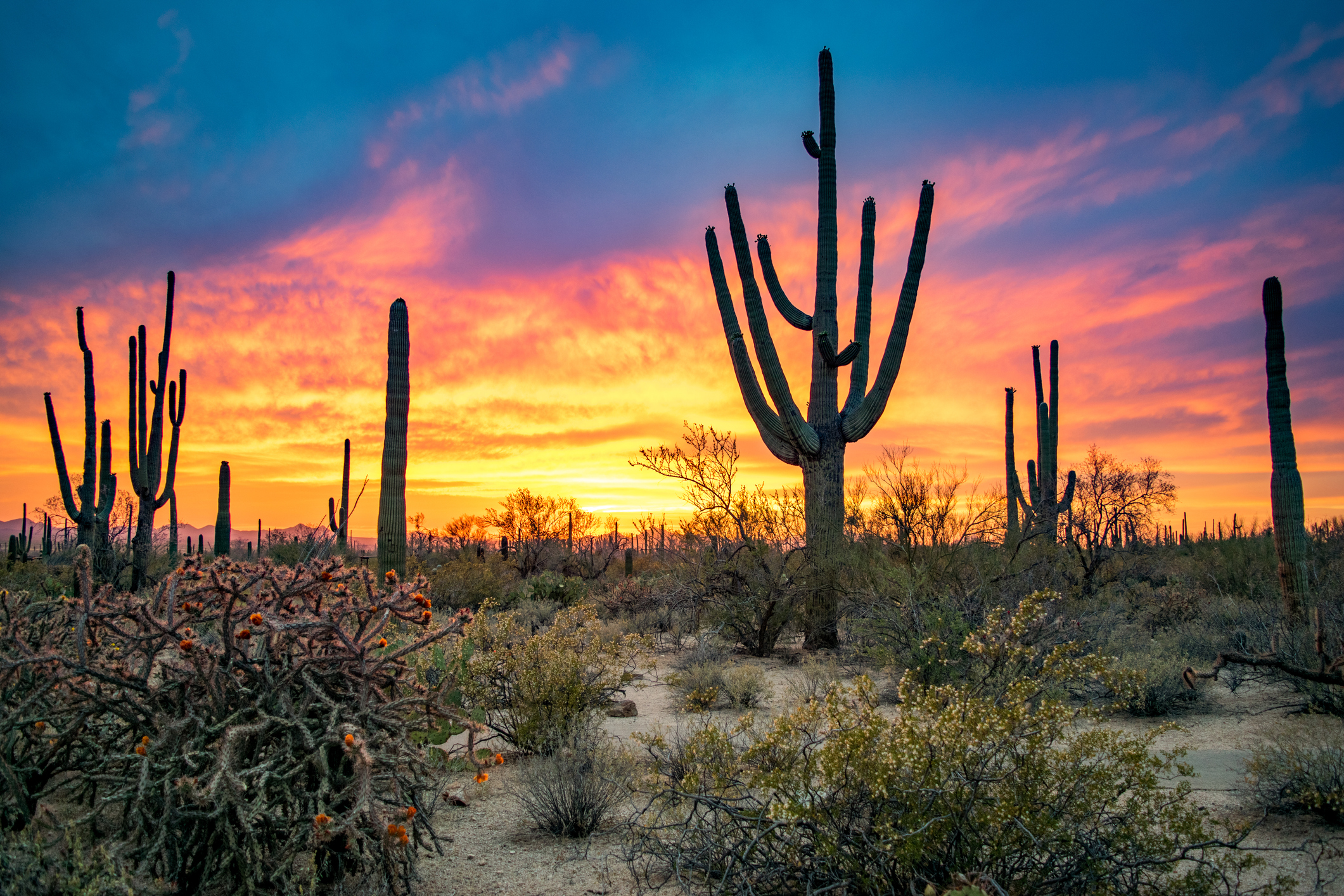 Cacti forest