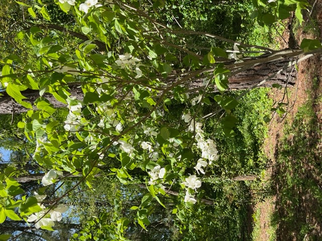 A park in NC