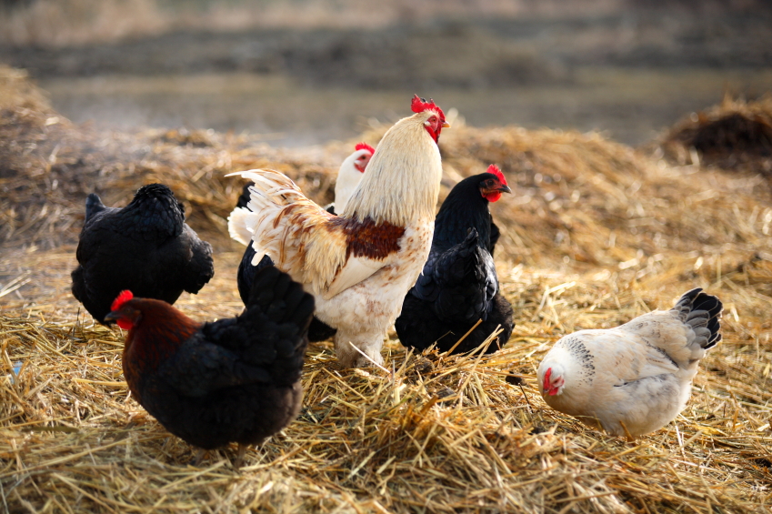 Chickens and roosters on manure pile