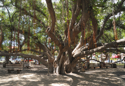 The Banyan Tree; Lahaina, Maui