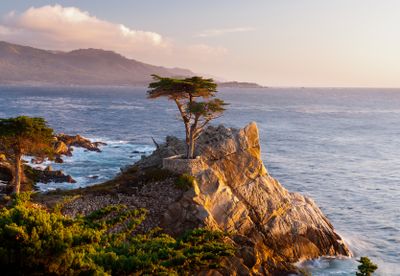 The Lone Cypress; Monterey Peninsula, CA.