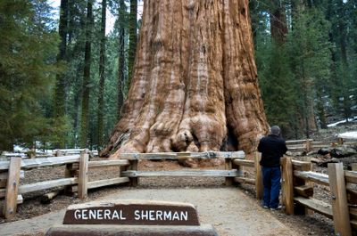 General Sherman Sequoia; Northern CA.