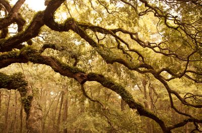 Ancient Angel Oak Tree; Charleston, South Carolina.