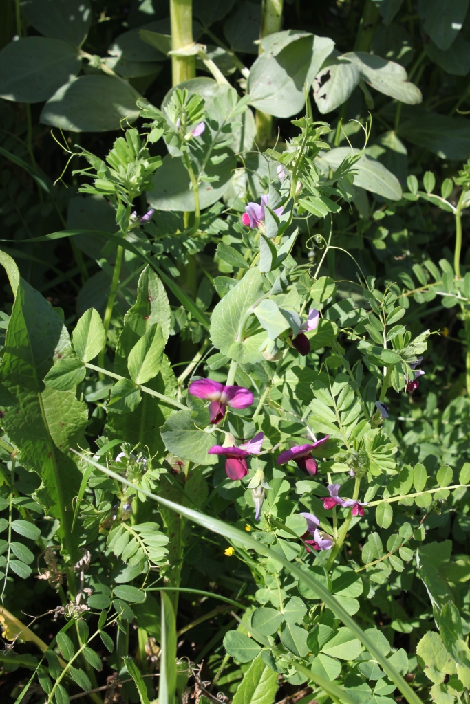Cover crop