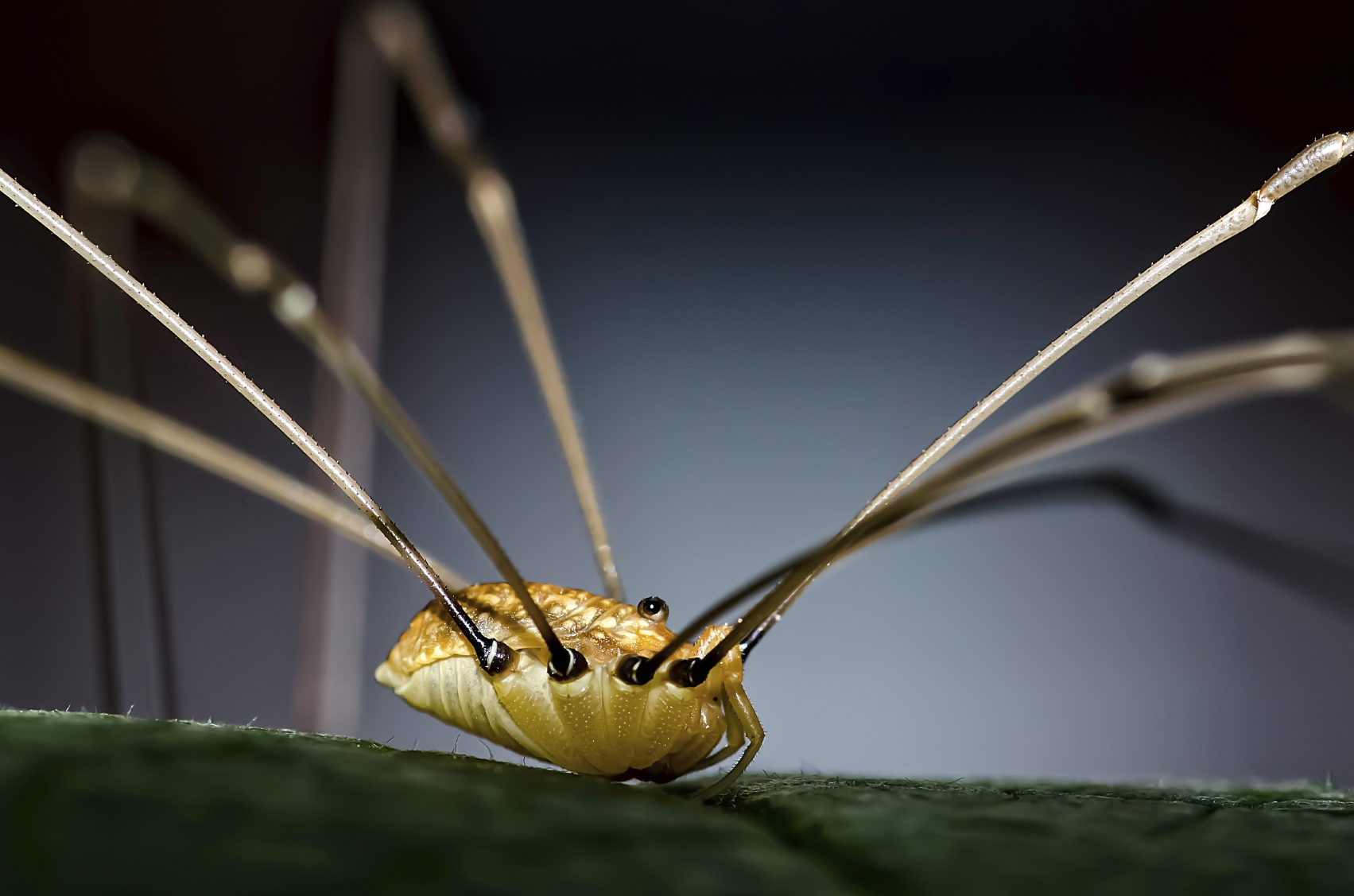 Daddy Longlegs have no venom glands at all.