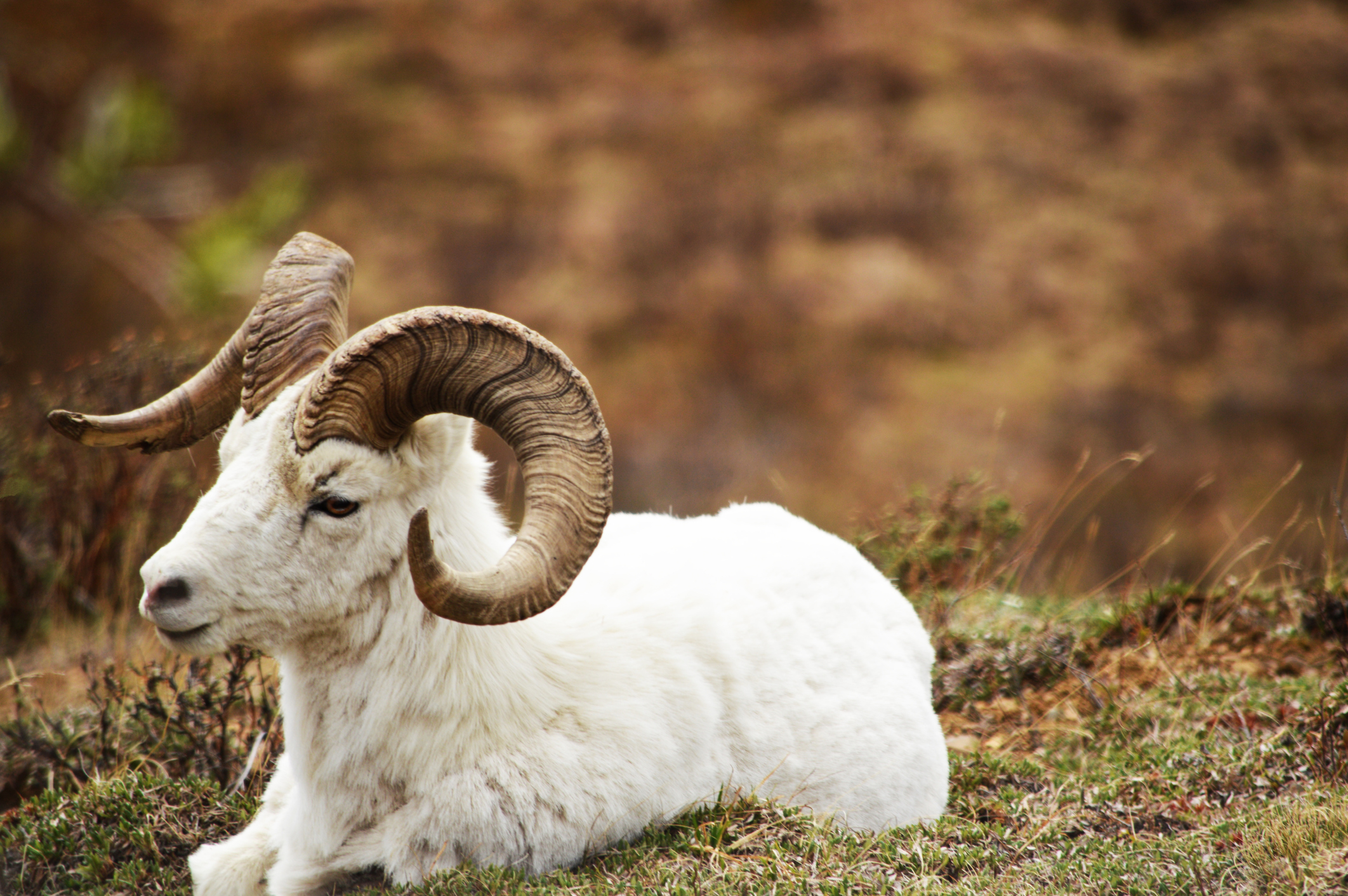 Full-curl horn ram Dall Sheep in Denali National Park and Preserve