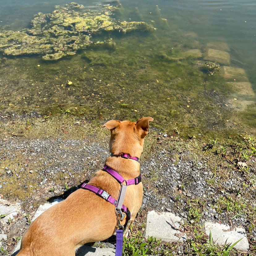 A dog on the trail