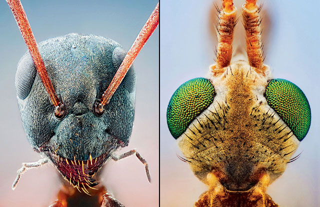 ANT (FORMICA SPECIES), left: When ant meets ant, they use their mobile, whiplike antennae to smell and feel each other. Fellow colony members are welcomed; aliens face the fierce jaws. CRANE FLY (TIPULA FAMILY), right: No longer appearing as just a gantry