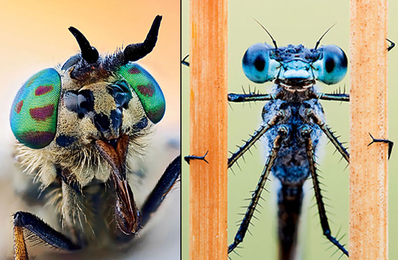 DEER FLY (CHRYSOPS SPECIES), left: The sharp, stout mouth houses even sharper biting stylets to pierce the skin and suck the blood of humans as well as deer. The deer fly's beautiful striped or flecked eyes are still a mystery to entomologists. DAMSELFLY 