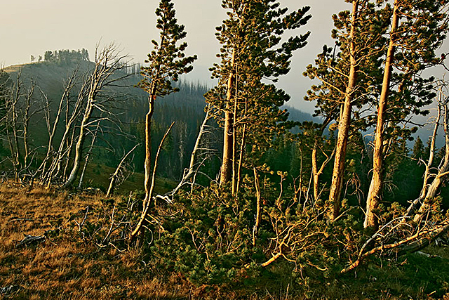 A healthy stand of whitebark pine on Mt. Washburn, in Yellowstone National Park.| Photo by Richard Perry/New York Times/Redux