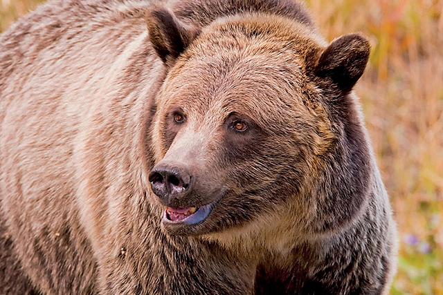 Gary Hamilton/National Geographic Stock