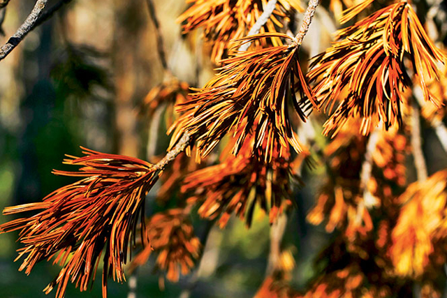 Red means dead: The needles soon fall away, creating the gray ghost forests now seen throughout Greater Yellowstone. | Richard Perry/New York Times/Redux