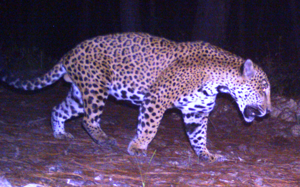 jaguar