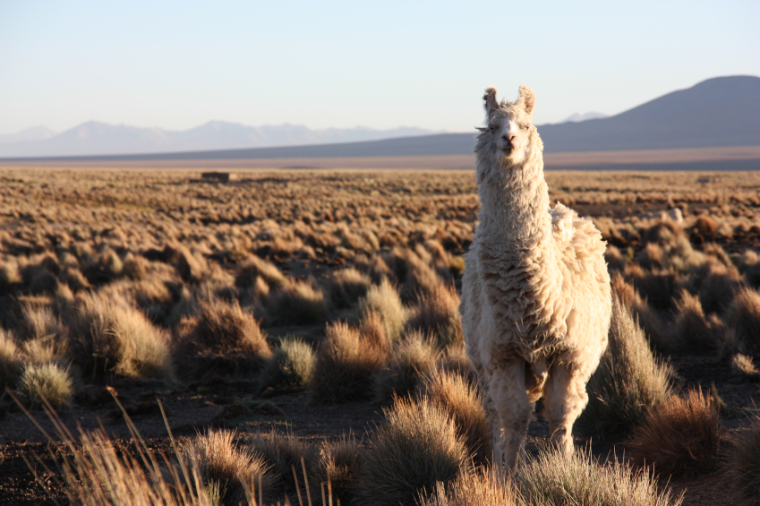 Bolivian llama in the Andes