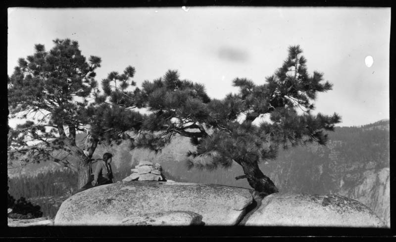 Pines on Liberty Cap, Yosemite