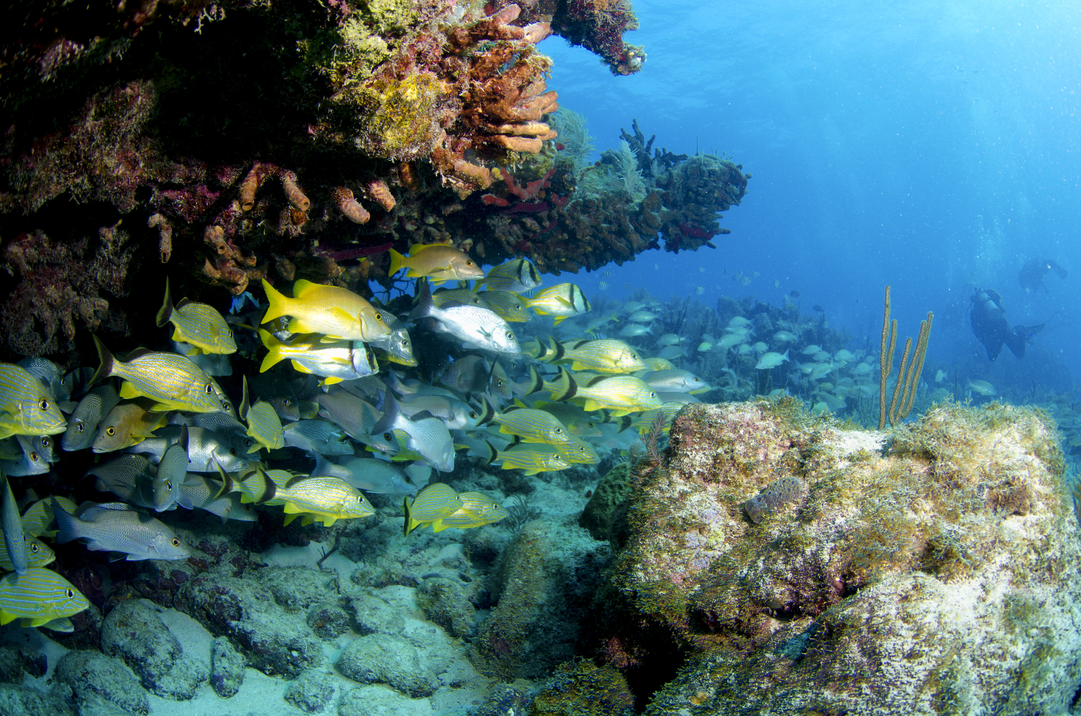 A school of snapper in the Florida Keys.