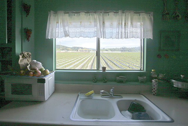 The rows of strawberries visible from the Rios family's kitchen window are too close to their home to be treated with certain pesticides.