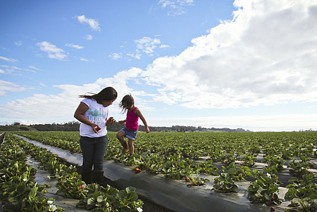 Carolina's younger sisters play in the fields that are just steps away from their front door; the girls know not to eat any strawberries without washing them first.